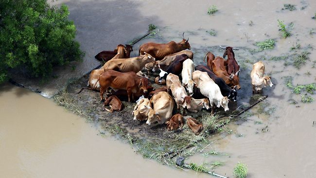 Наводнения в Австралии: гибель животных