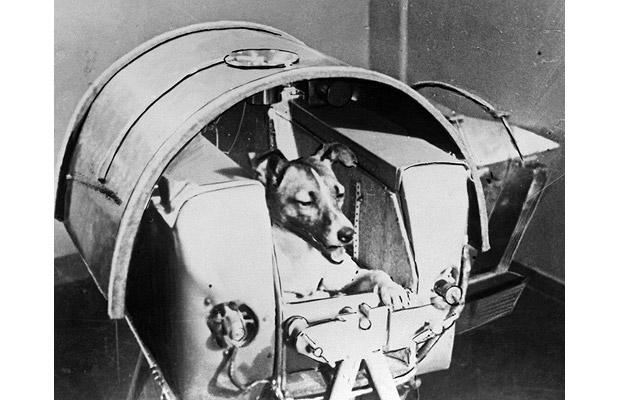 Первые космонавты: собака лайка