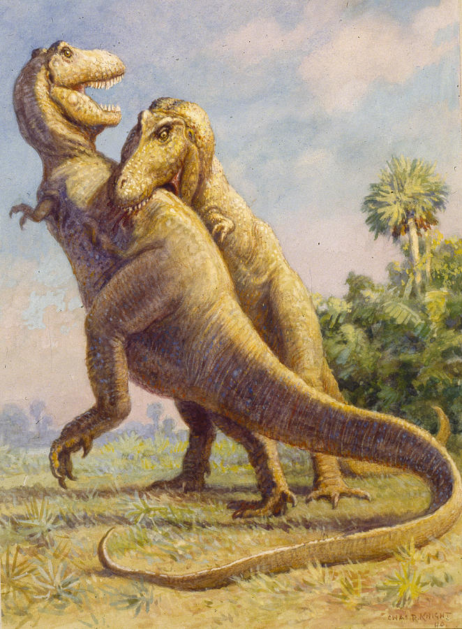 Тираннозавр: самки