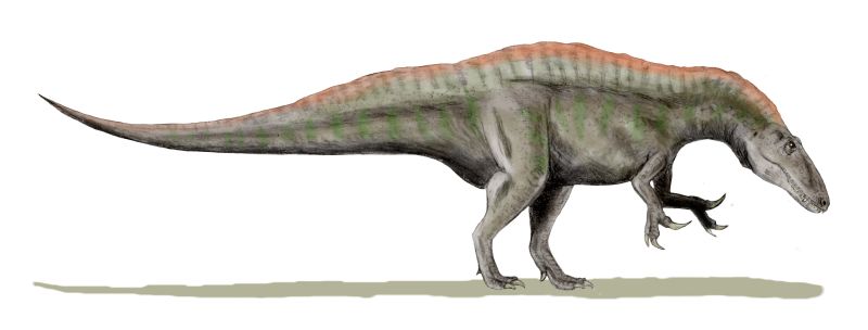 Хищные динозавры: размеры акрокантозавра