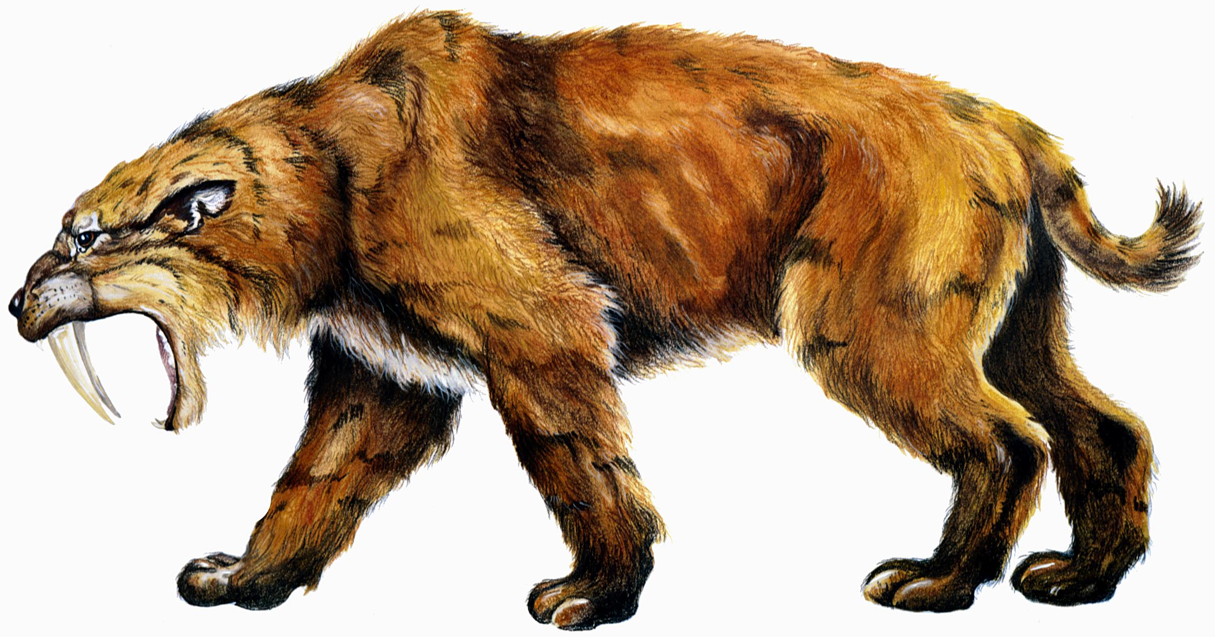 Доисторические хищники: саблезубый тигр