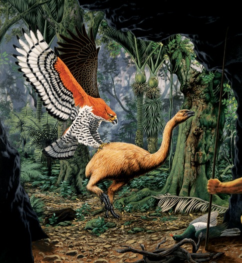 Доисторические хищники: орел Хааста