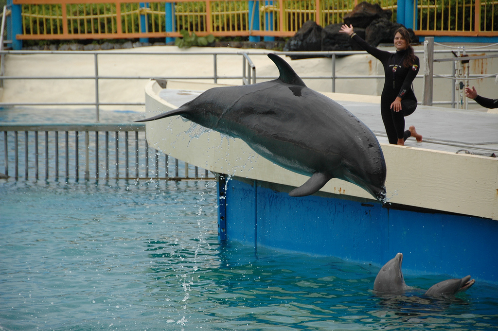 Гибриды животных: вольфин