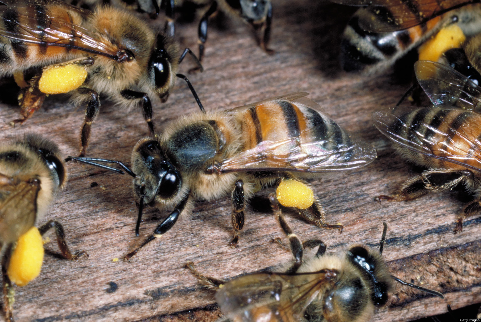 Гибриды животных: пчелы-убийцы