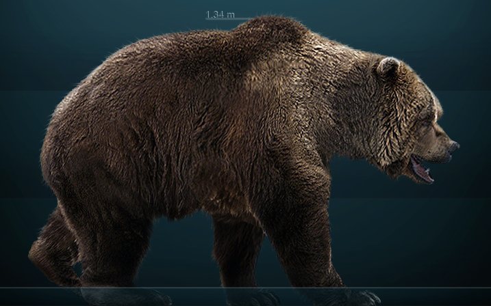 Пещерный медведь: как появилось название