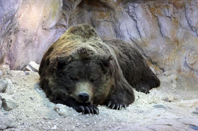 Пещерный медведь: смерть в спячке