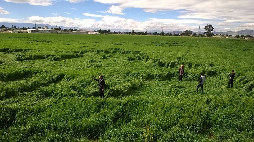 Энергия кругов на полях