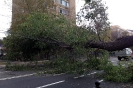 Ураганы в Москве: лето 2011 года