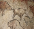 Наскальные рисунки животных: пещера Альтамира