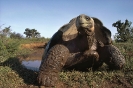 Слоновая черепаха: описание