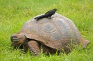 Слоновая черепаха - вымирающий вид