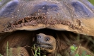 Слоновая черепаха: особенности