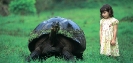 Слоновая черепаха: сохранение вида