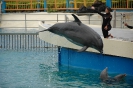 Гибриды животных: вольфин