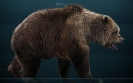 Пещерный медведь: как появилось название
