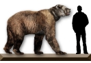 Пещерный медведь: описание