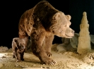 Пещерный медведь: места обитания