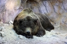 Пещерный медведь: смерть в спячке