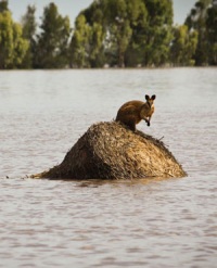 наводнения в Австралии