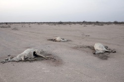 засуха в Африке