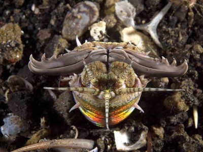 странные обитатели океана Пурпурный австралийский червь