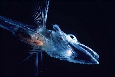 странные обитатели океана Обыкновенная ледяная рыба