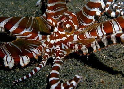 странные обитатели океана Мимический осьминог