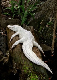 белый крокодил