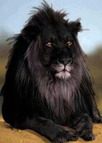 черный лев