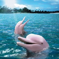 животные мутанты розовый дельфин