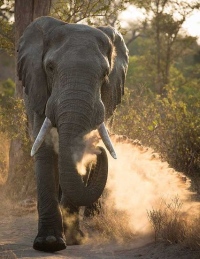 вымирающие африканские слоны