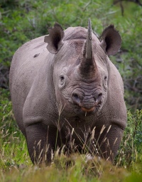вымирающие черные носороги