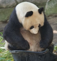 вымирающие большие панды