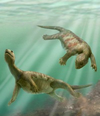 странные доисторические версии современных животных зксперименты природы Черепаха без панциря