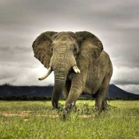 самые опасные животные Африканский слон