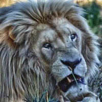 самые опасные животные Африканский лев