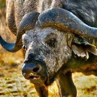 самые опасные животные Южноафриканский буйвол