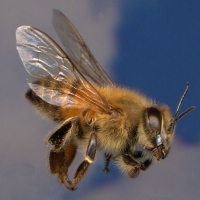 маленькие опасные существа на Земле африканизированная медоносная пчела