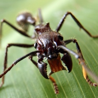 маленькие опасные существа на Земле муравей пуля