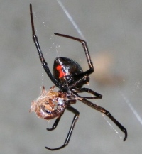 маленькие опасные существа на Земле паук черная вдова
