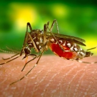 маленькие опасные существа на Земле малярийный комар