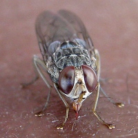 маленькие опасные существа на Земле муха цеце