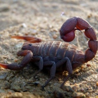 маленькие опасные существа на Земле индийский красный скорпион