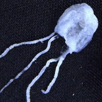 маленькие опасные существа на Земле медуза ируканджи