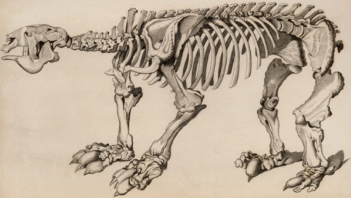 вымершие доисторические животные Мапингвари