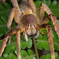бразильский странствующий паук
