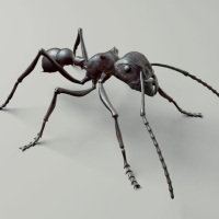 муравьи-пули
