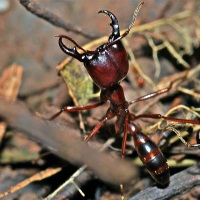 муравьи сиафу