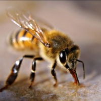 мутант африканизированная пчела