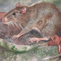 невероятные виды животных Щетинистая крыса